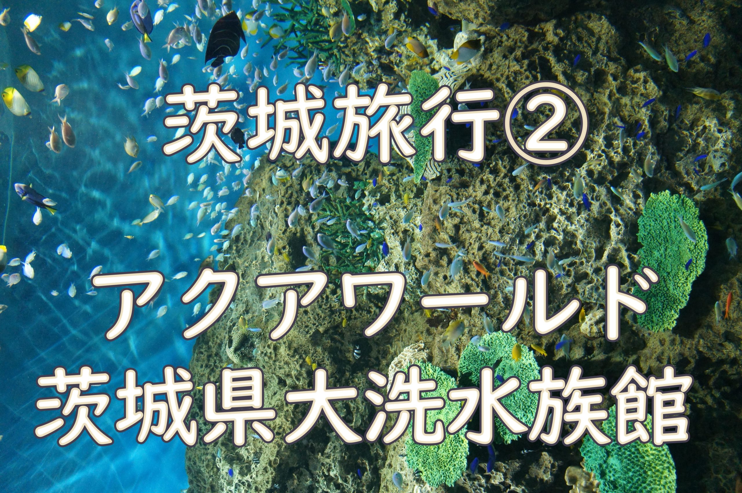 アクアワールド茨城県大洗水族館。サメ・マンボウ日本一の水族館に子ども大興奮！ランチなど