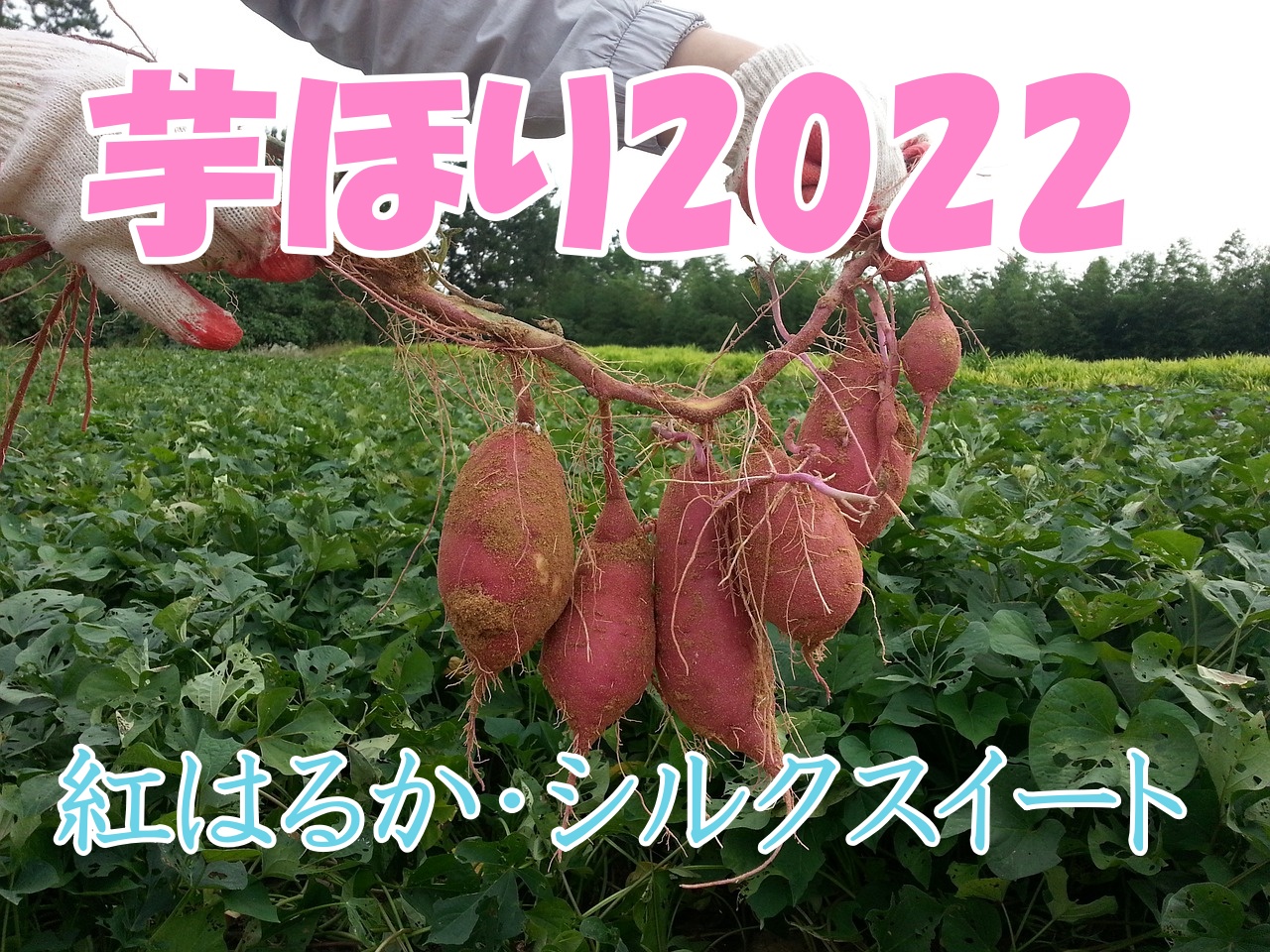 子どもと芋ほりに行こう！～2022相模原にて～